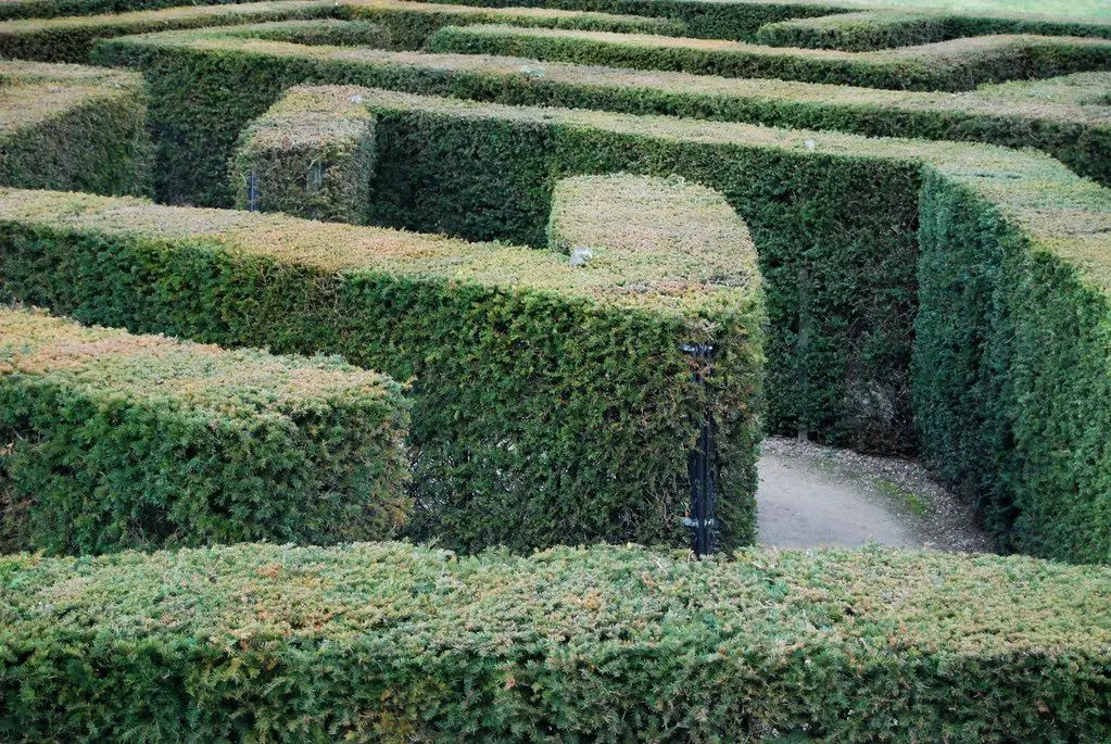 close up view of the maze at Leeds Castle, Kent