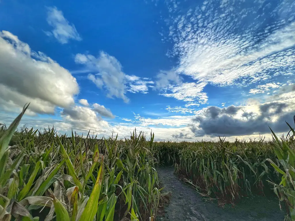 view of the bright blue clear sky over maize crops at lichfield maize maze