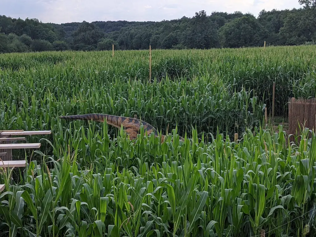 a dinosaur model within the maize crops at national forest adventure farm in staffordshire