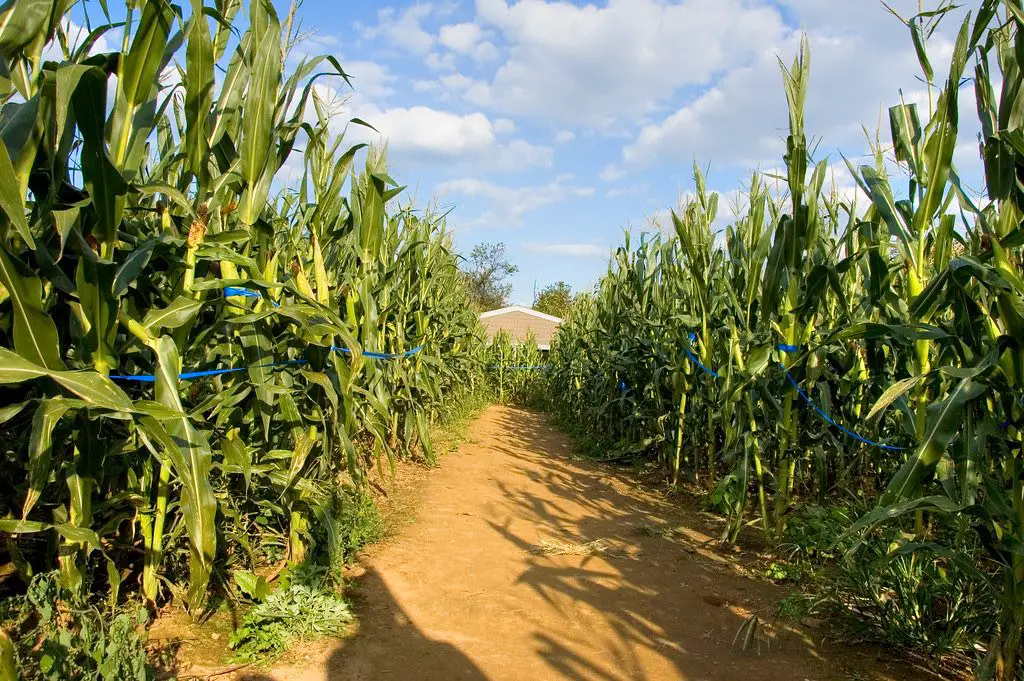 view of a path inside the maize maze at Willows Activity Farm