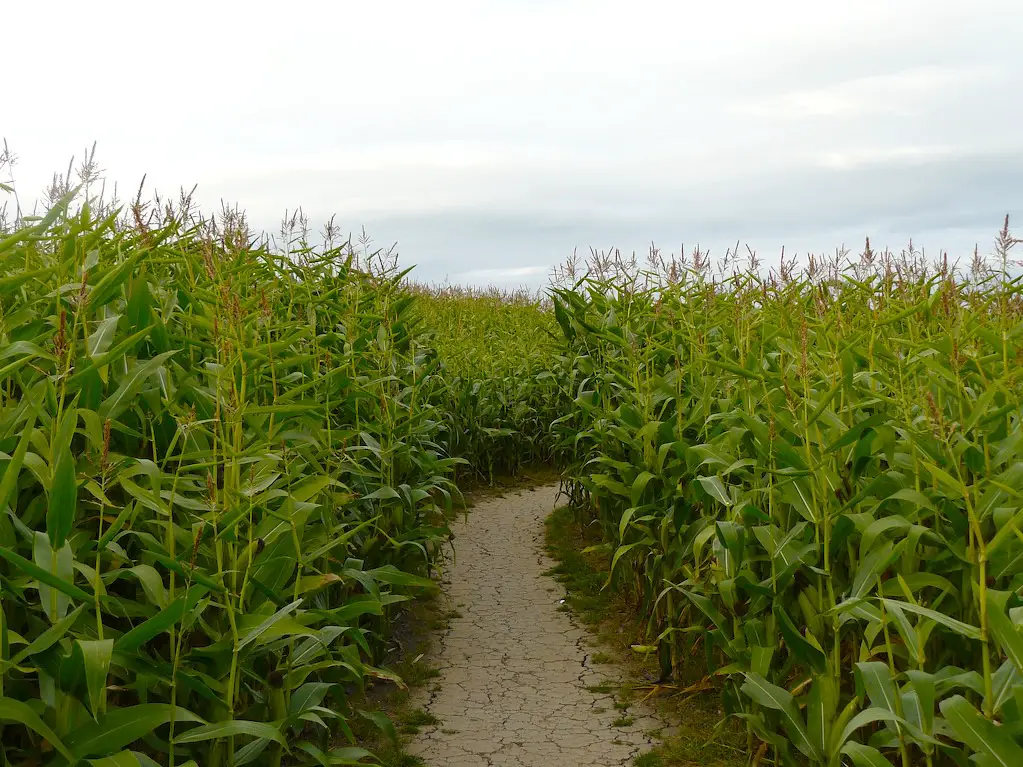 a path through the maize maze at wistow maze in leicester
