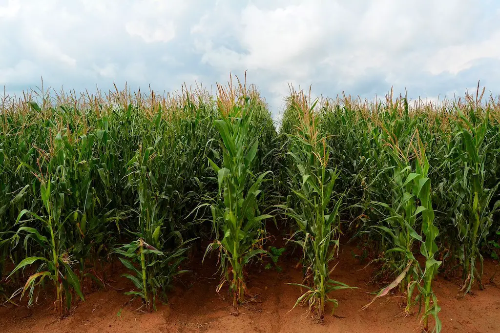 tall maize crops at worcester maize maze