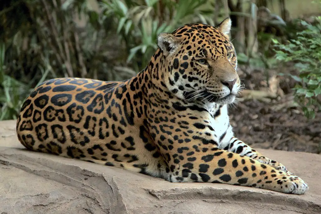 This picture: A leopard lying on a rock