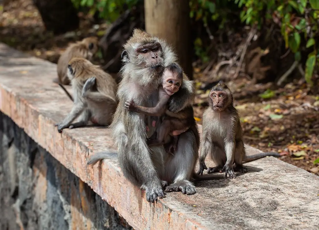 family of monkeys relaxing on a ledge at trentham monkey forest ins toke, england