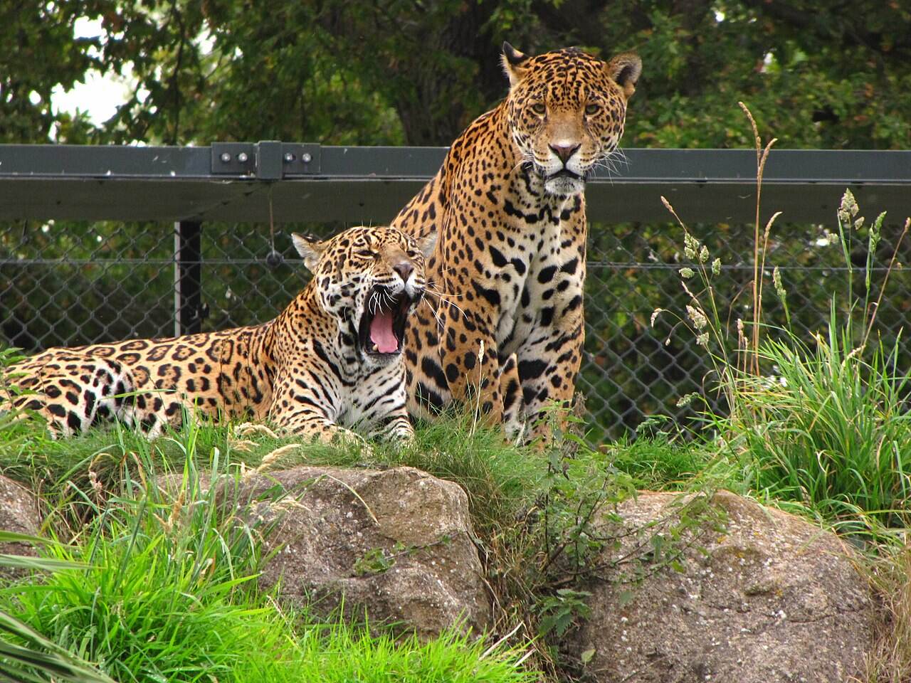 Two jaguars in a zoo enclosure. One jaguar is sitting upright, alert, while the other is lying down with its mouth open in a yawn or roar. They are surrounded by grass, rocks, and a metal fence. Trees are visible in the background.