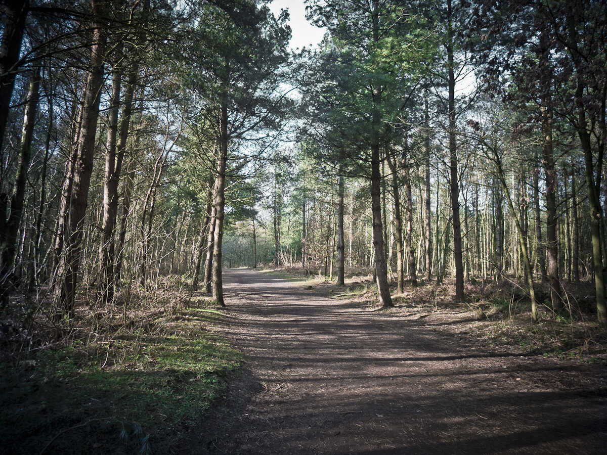 A dirt path winding through a pine forest. Tall, slender pine trees line both sides of the path, creating a natural corridor. Sunlight filters through the trees, casting dappled shadows on the ground. The forest floor is covered with fallen needles and undergrowth.